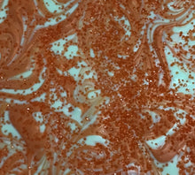 Load image into Gallery viewer, Barks