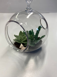 Succulent Terrarium
